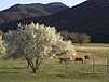 156 Nogal Canyon Rd