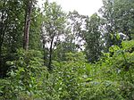 Blevins Knob Dr, Burnsville, NC