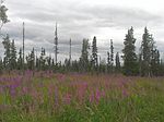 H28 Alaskan Wildwood Rnch, Nikolaevsk, AK