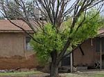 301 W# 4TH, Dexter, NM