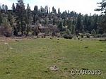 404 Buckthorn Dr, Murphys, CA